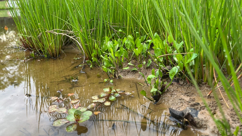 How to Control Pond Weeds Cheaply: Budget-Friendly Tips
