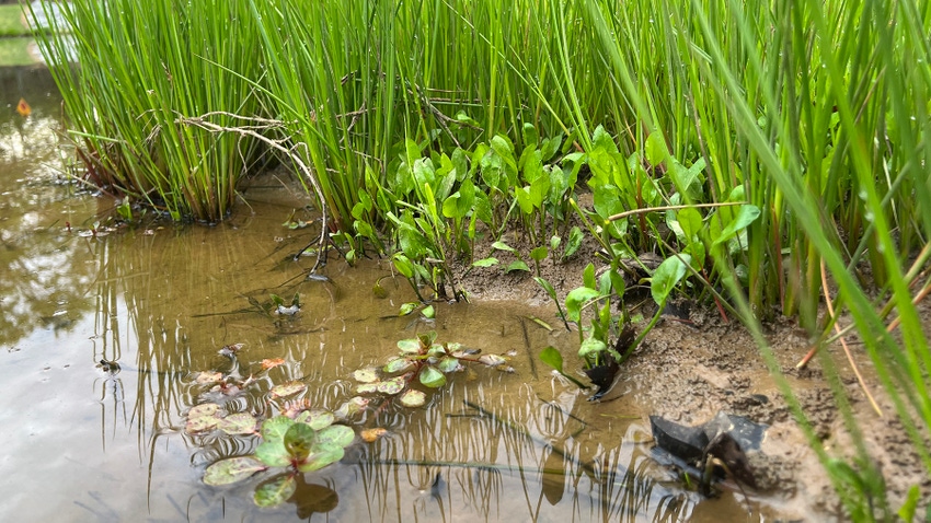 Pond Weeds