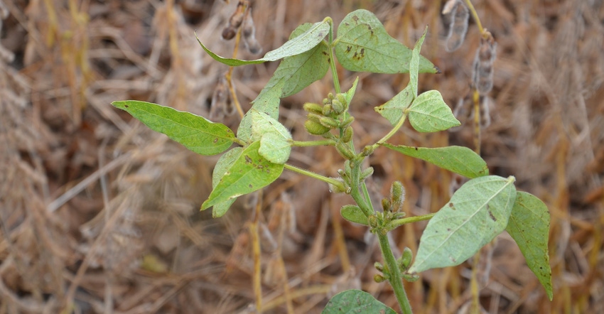 soybean plant with bunches of mini pods