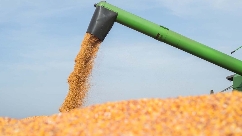 Auger on combine unloading grain