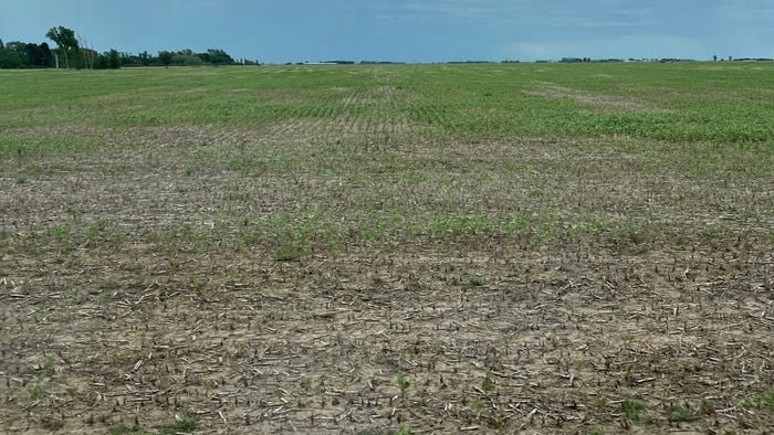 drought-stricken soybeans in Argentina