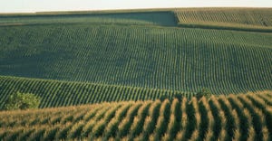 cornfields on the rolling farmland north of Schuyler, Nebraska.