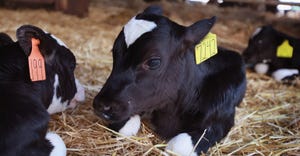calves resting in a barn