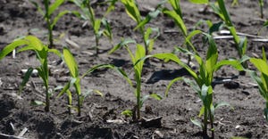 seedling-corn-vogt-1540-800.jpg