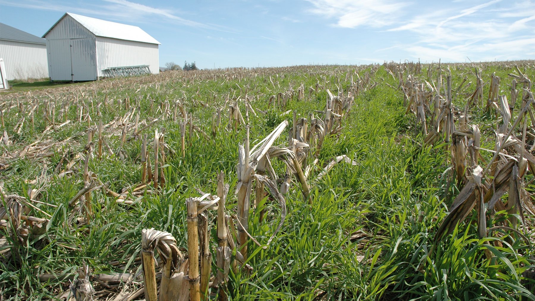 Push is on for 50 million cover crop acres - Vimarsana News