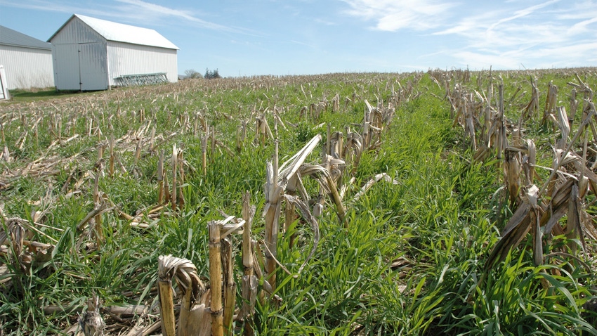 cover crops growing in a no-till cornfield