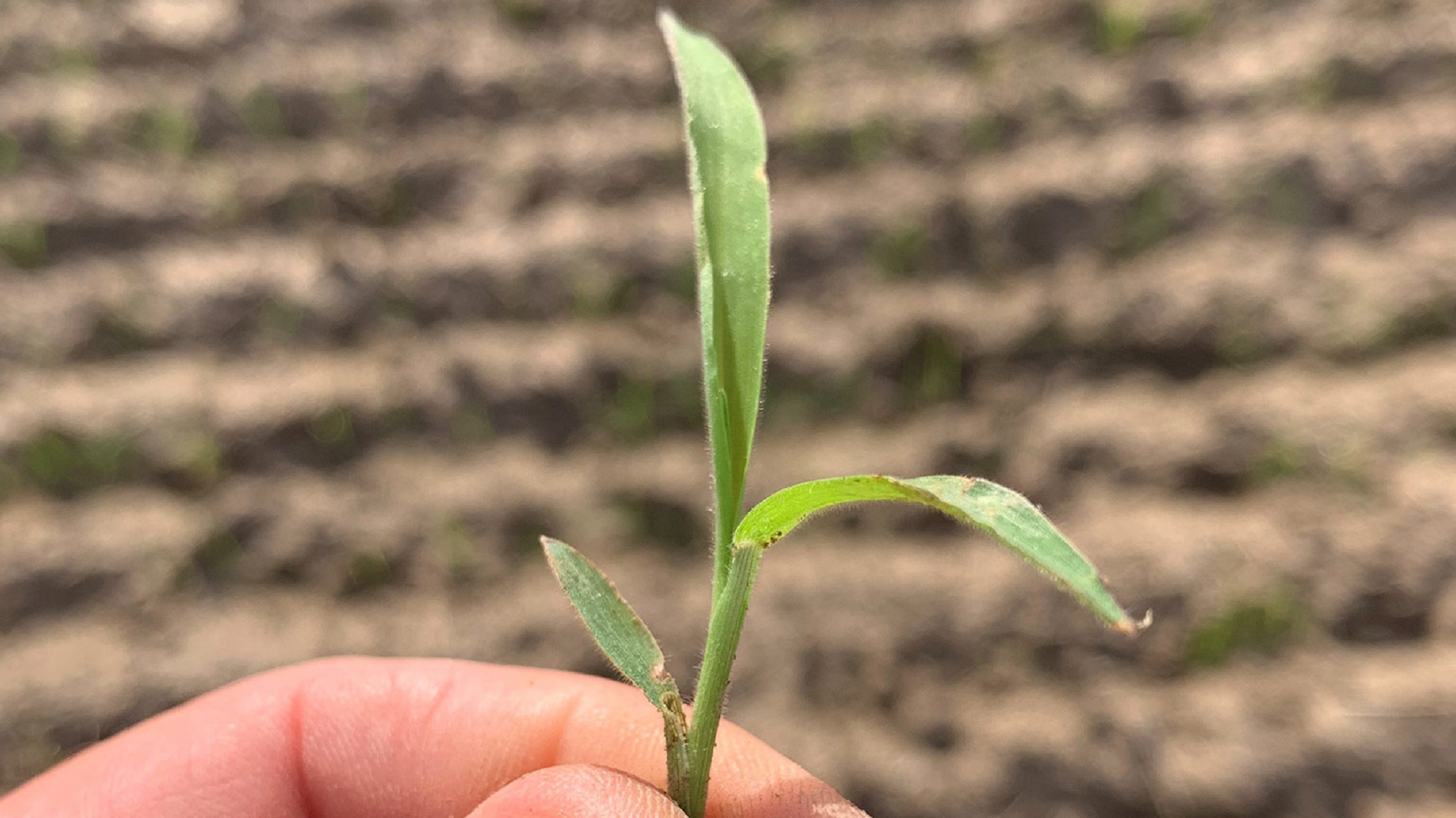 Maximize rice herbicide usage for resistance management