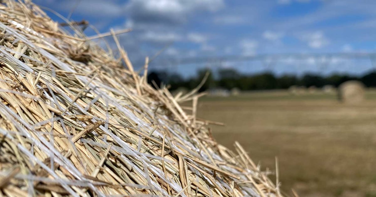 Hay expected to increase again