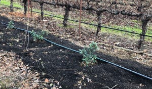 Hedgerows planted in vineyard