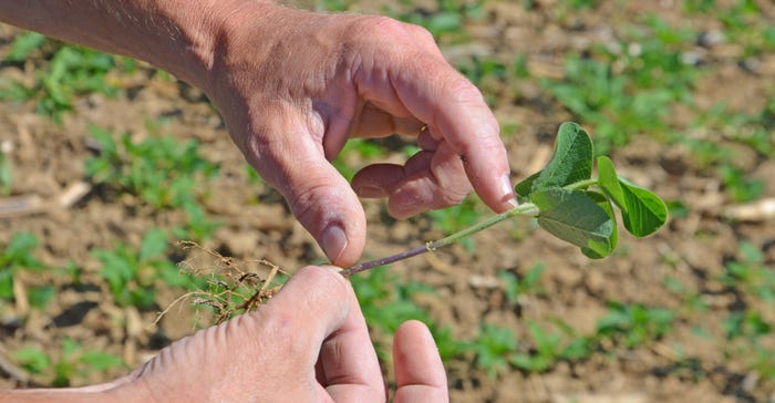 hand holding damaged soybean plant