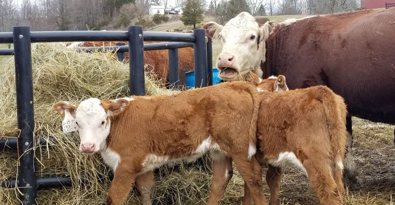 Close up of brood mother and two Hereford calves
