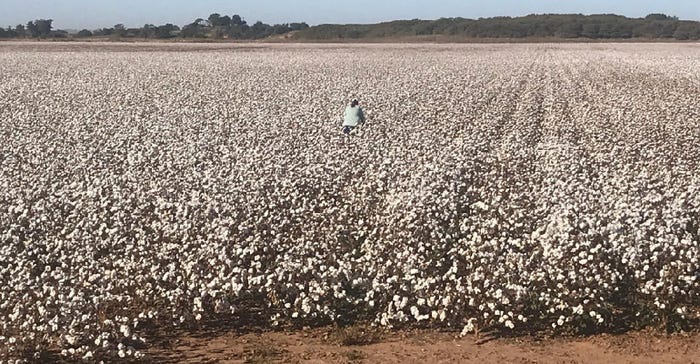 joe-d-white-dryland-cotton-21-web.jpg