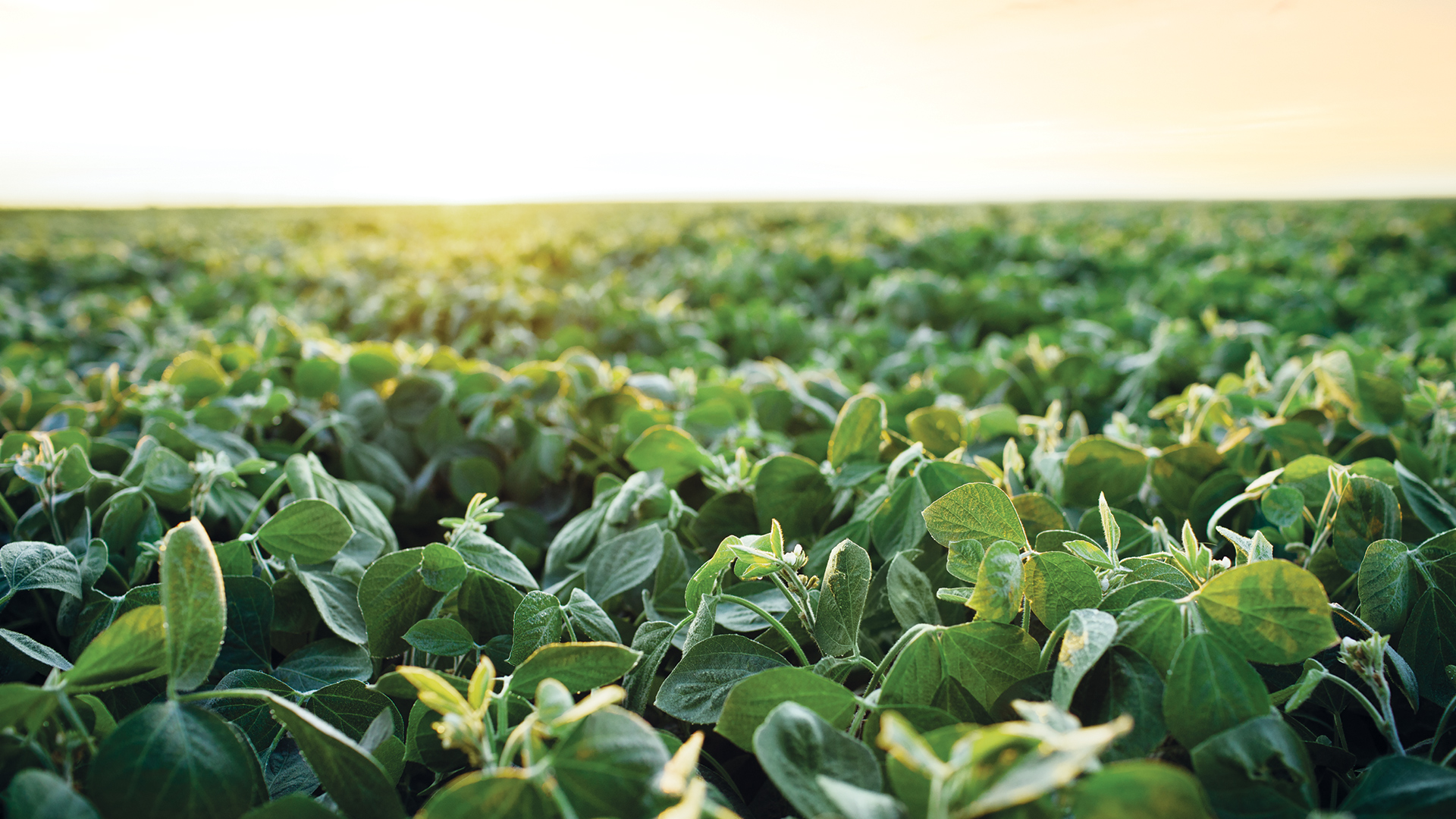 5 Ways You Can Push Soybean Yield In 2024   CAAG4SOYB060 SoybeanHerbicides FarmProgress FeaturedImage O0I7525 1920x1080 JPG 1MB Native CPN 1434 