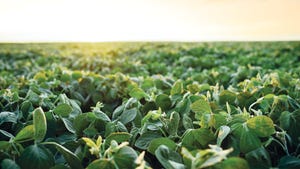 5 ways you can push soybean yield in 2024