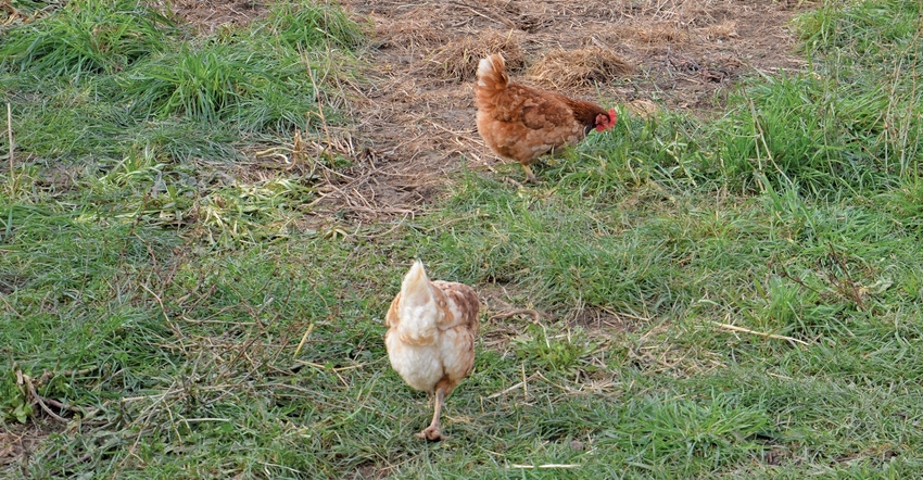 chickens walking in yard