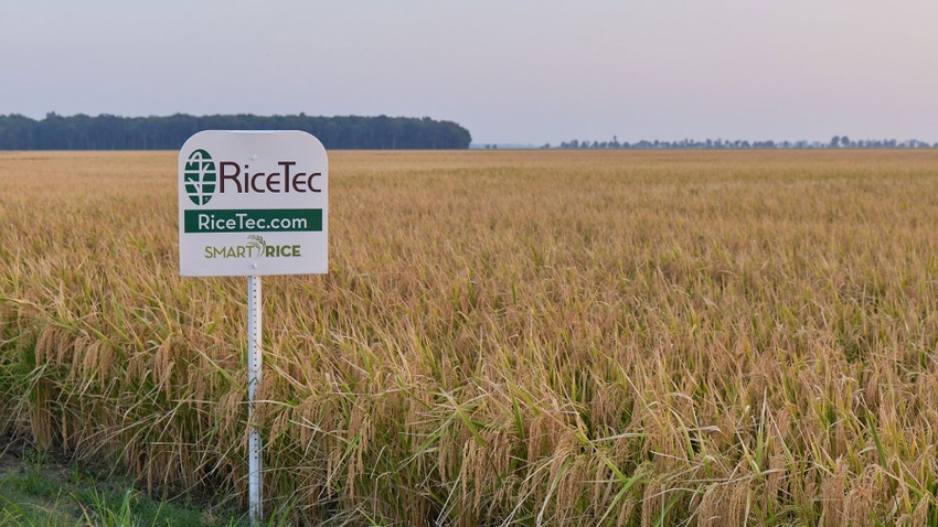 RiceTec sign placed in front of a rice field, with headed rice crop at maturity.