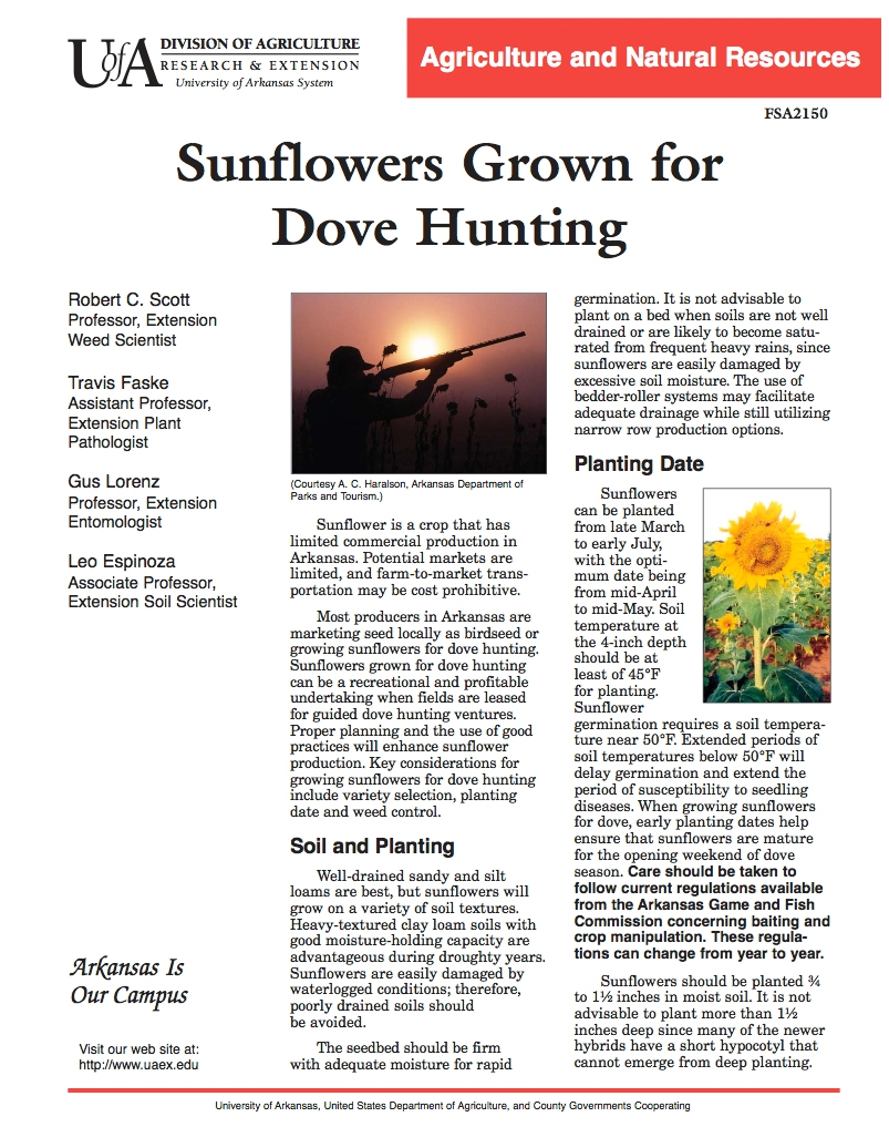 Sunflowers weed control for dove hunts