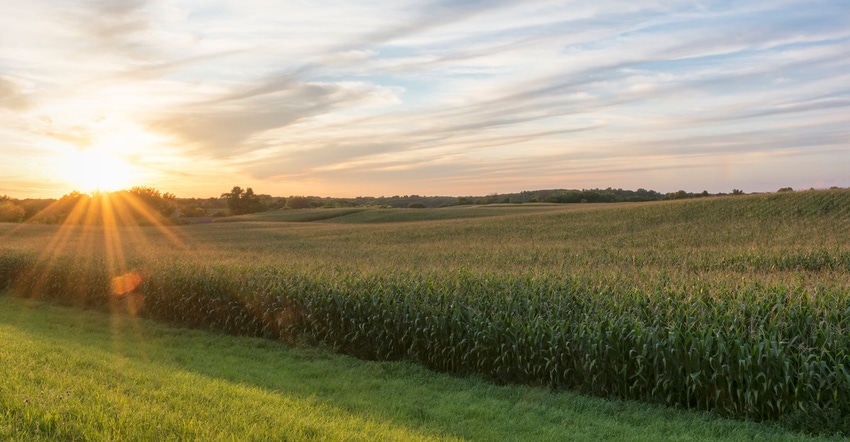 Cornfield ready for harvest late afternoon Cornfield ready for harvest late afternoon