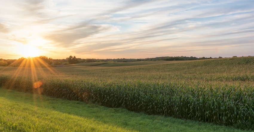 Cornfield ready for harvest late afternoon