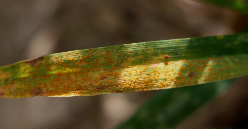 stripe rust on wheat leaf