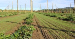 View of acreage at Champlain Valley Hops