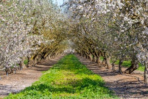 almond-orchard-afternoon-CA-GettyImages-519002582.jpg