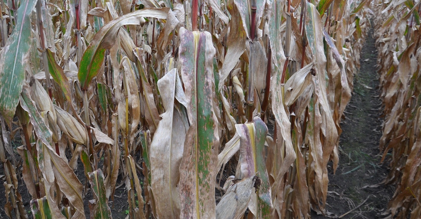 stalks of corn upclose