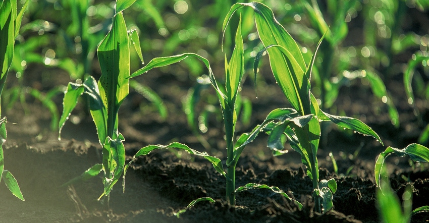 Corn leaves growing in their early stages