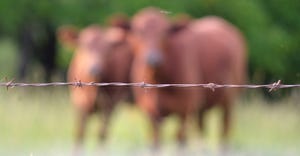wire fence in focus in the foreground with cows blurred in the background