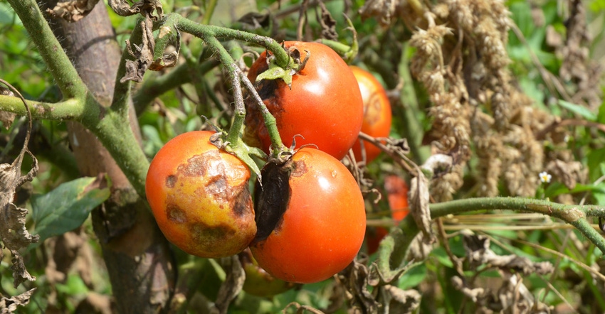 Late blight on tomatoes 