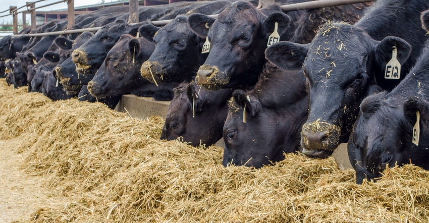 Cattle eating at a feed bunk