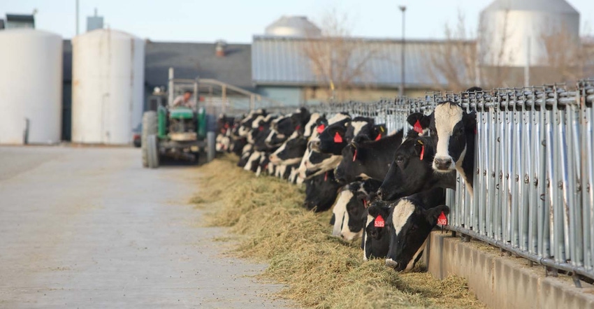 Tractor unloading feed to cattle in feed bunk.