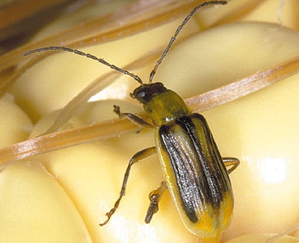 Western corn rootworm adult beetles with yellow to green and black stripe along the sides