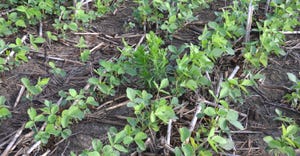 weeds in young soybean field