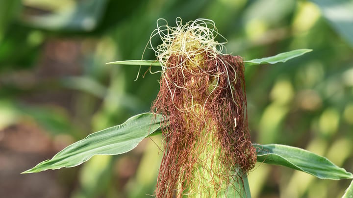 Crop progress: Corn quality inches lower, as expected