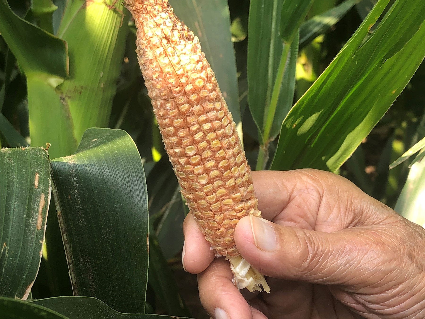 small ear of corn with aborted kernels