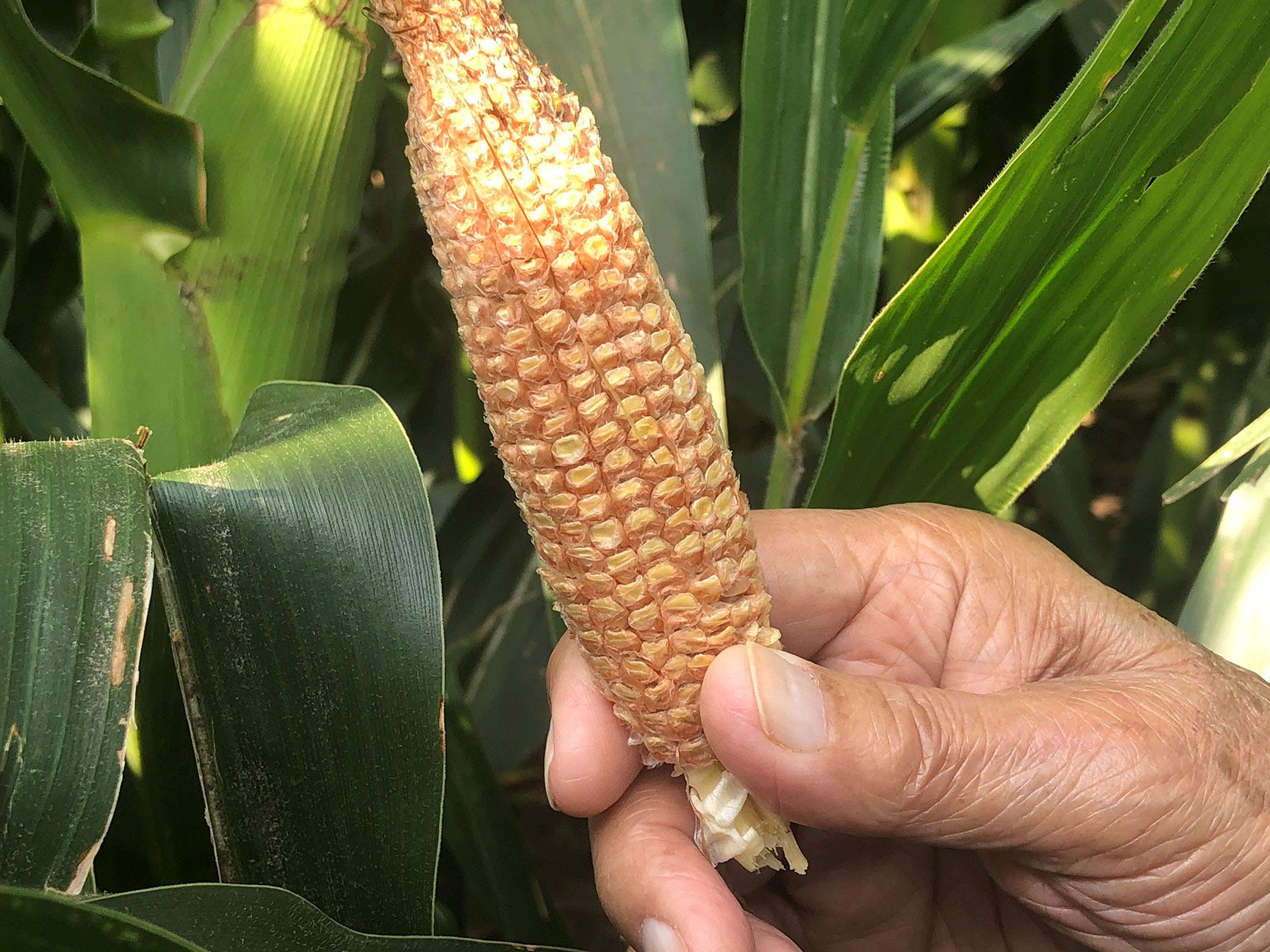 small ear of corn with aborted kernels small ear of corn with aborted kernels