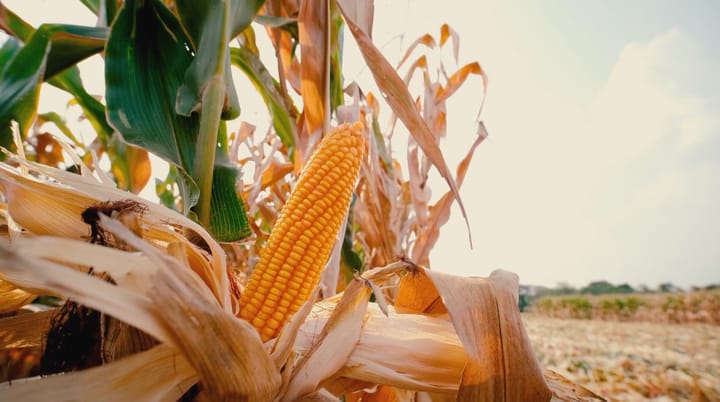This Week in Agribusiness, Aug. 15, 2026
