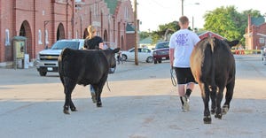 show cattle walking in street