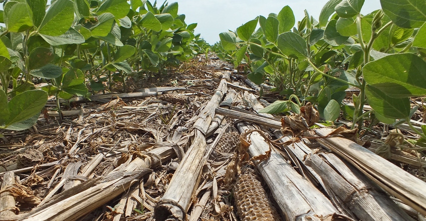soybeans grow through corn residue