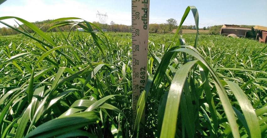 ruler measuring forage height