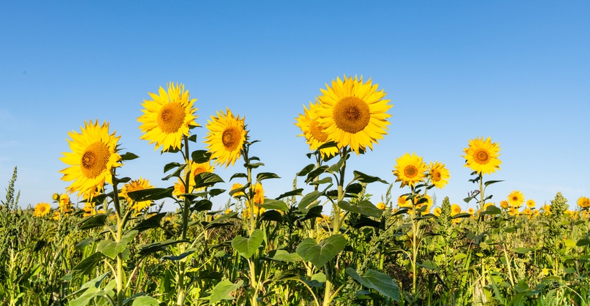 Sunflowers blooming in a field