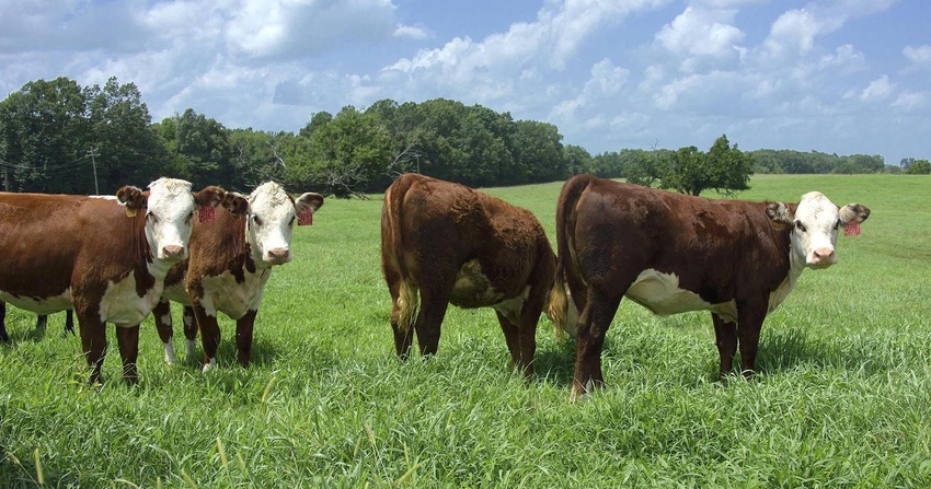 Cows graze pasture