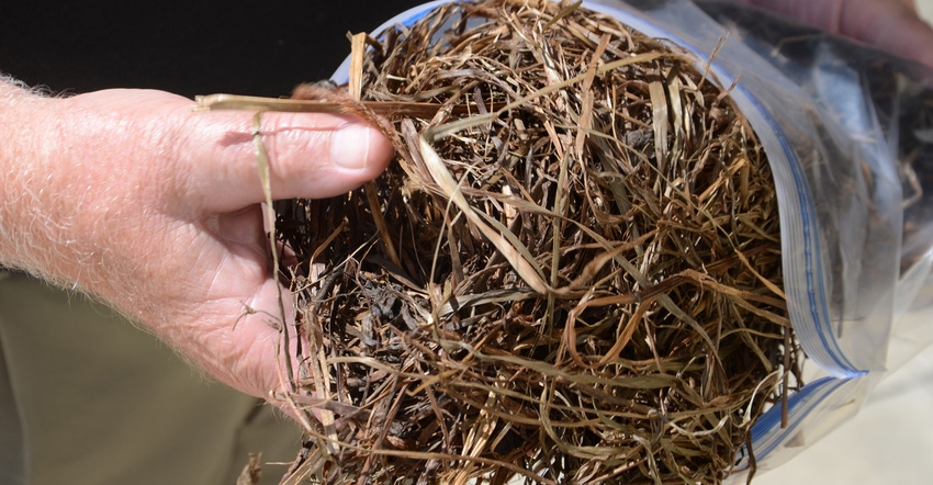 BIll Field holds a brown hay sample 