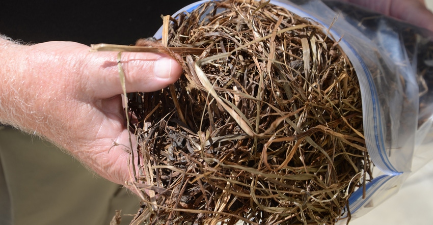 BIll Field holds a brown hay sample BIll Field holds a brown hay sample