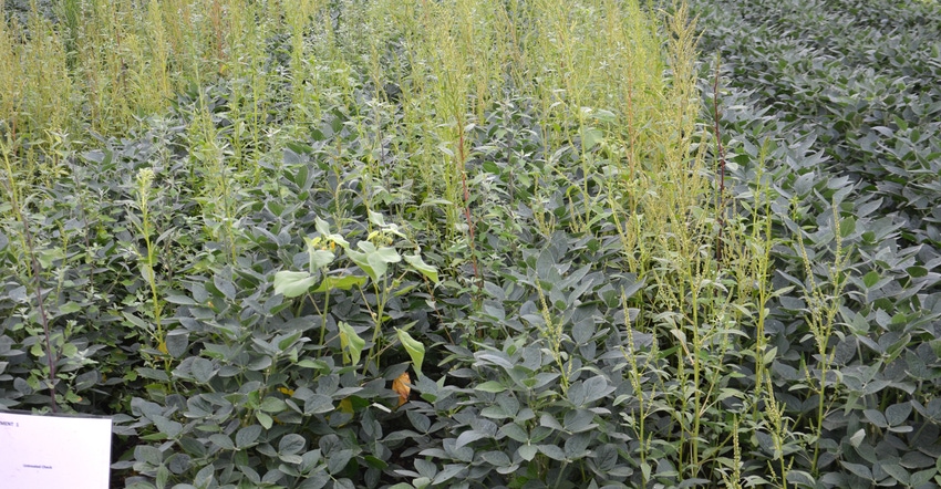 waterhemp in soybean field