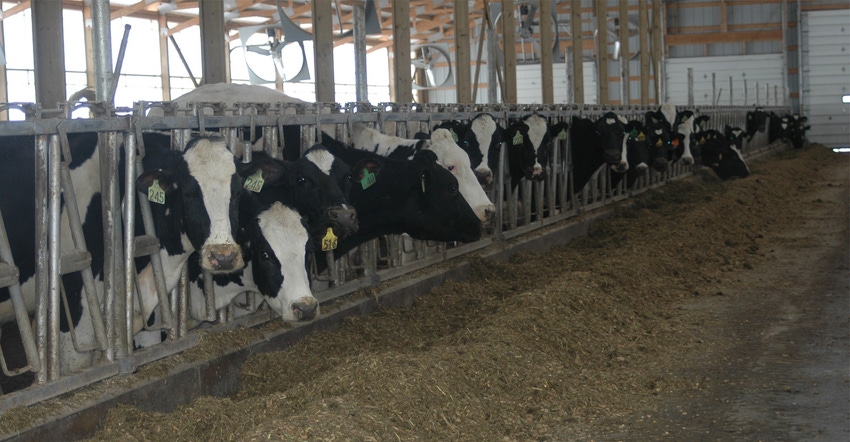 cows at feeder