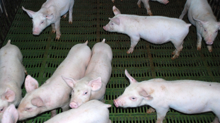 Pigs on mat in pen