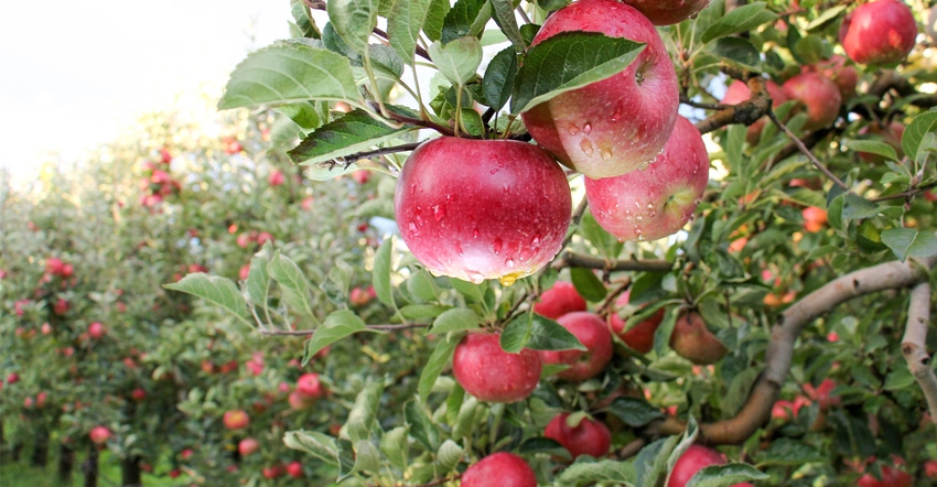 Apples on tree