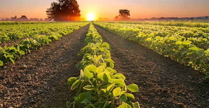 sunrise over young soybean field
